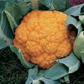 Brassica oleracea Botrytis